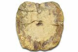 Hadrosaur (Edmontosaurus) Caudal Vertebra Centrum - Wyoming #370678-2
